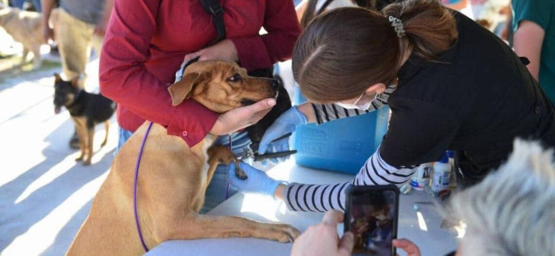 Gobierno de Sonora atiende salud de más de cien animales de compañía