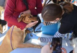 Gobierno de Sonora atiende salud de más de cien animales de compañía