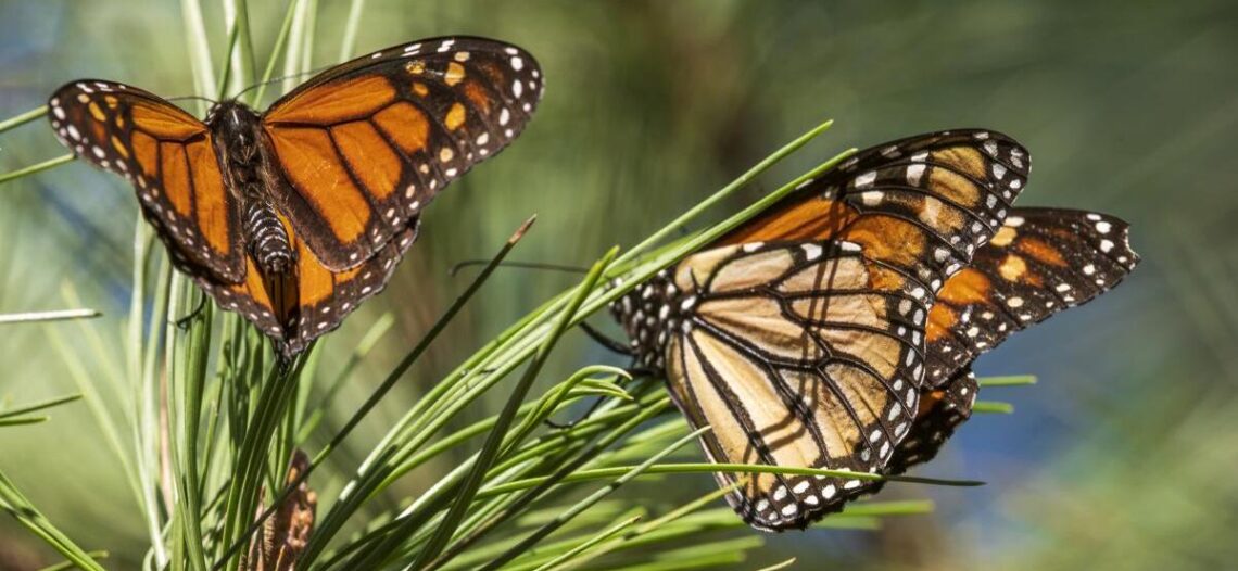 Frente frío causa retraso en llegada de mariposa monarca a santuarios