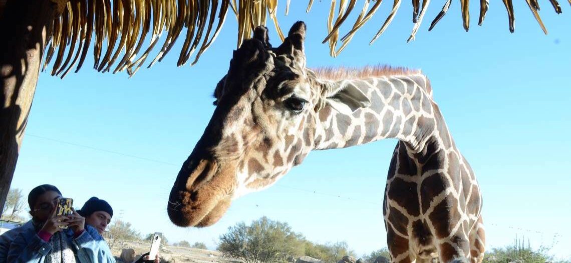 Muere «Pancho», la jirafa jubilada del Centro Ecológico de Sonora