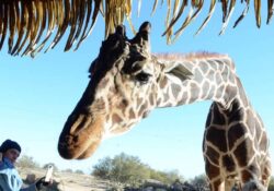 Muere «Pancho», la jirafa jubilada del Centro Ecológico de Sonora