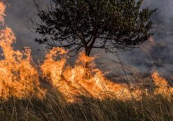 Denunciar inmediatamente a quien provoque incendios: Caminantes de Sonora