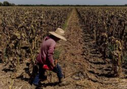 Producción de alimentos en riesgo, México enfrenta la peor sequía desde 1957