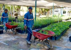 Este viernes donará árboles nativos el Vivero Municipal de Hermosillo
