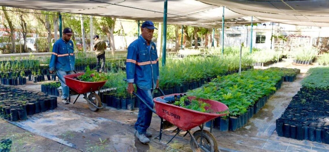 Reinicia Gobierno de Hermosillo el programa “Yo Planto Nativo”