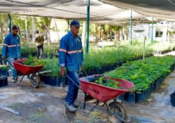 Reinicia Gobierno de Hermosillo el programa “Yo Planto Nativo”
