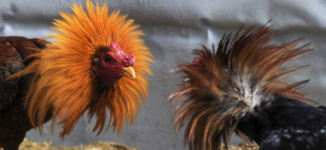 Rechazan prolongar la prohibición de las peleas de gallo en Sonora