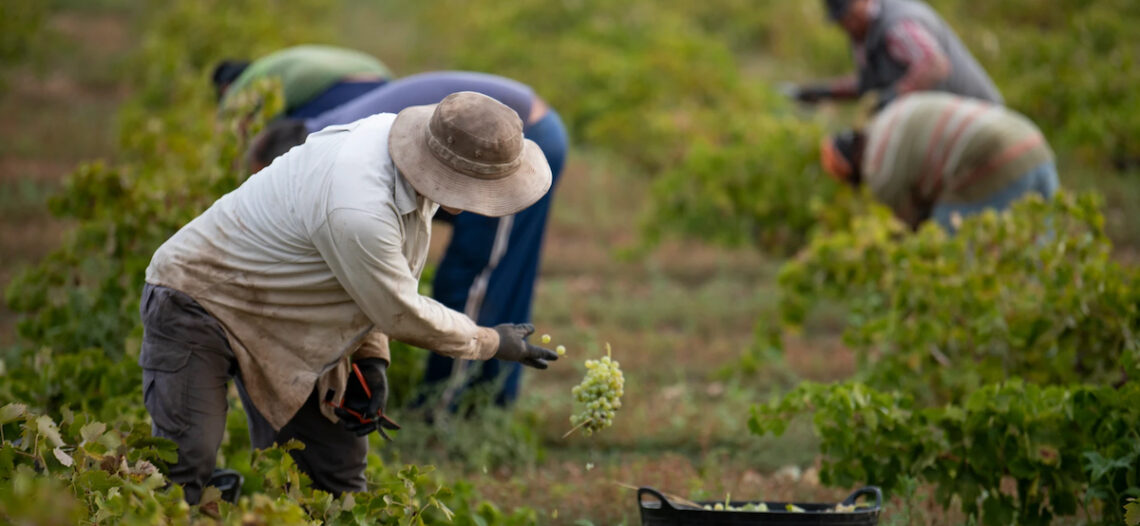 Sonora, principal destino de jornaleros agrícolas migrantes en México