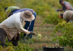 Sonora, principal destino de jornaleros agrícolas migrantes en México