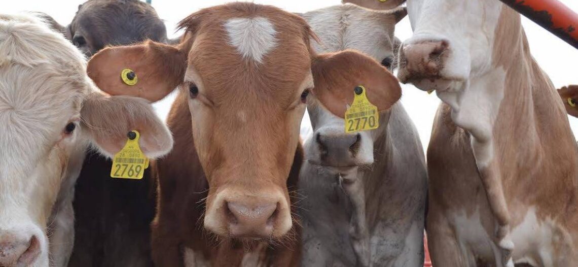 Reactivan exportación de ganado sonorense con más de 3 mil cabezas