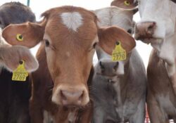 Reactivan exportación de ganado sonorense con más de 3 mil cabezas
