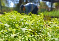 Vivero Estatal fomenta la reforestación con el donativo de plantas