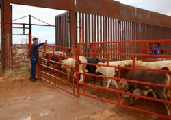 Sonora, de los primeros beneficiados con apoyo ganadero de la Presidenta Sheinbaum