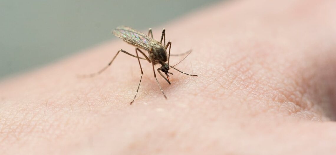 Dengue en aumento en México; se reportan 567 casos en una semana