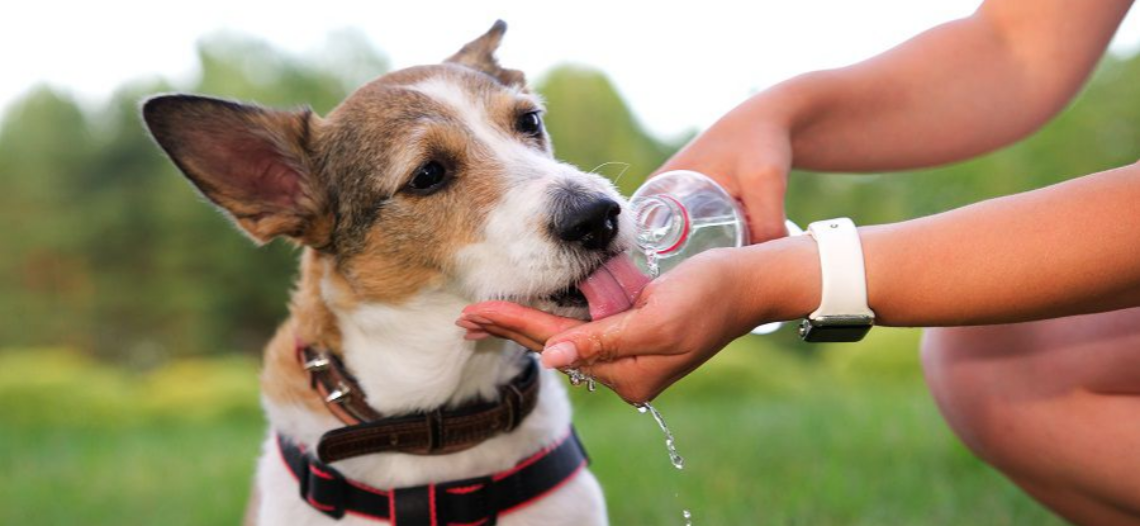 Llaman a proteger a mascotas ante golpes de calor en temporada extrema