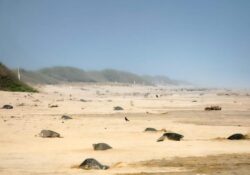 Profepa protege primera arribada de tortugas marinas golfinas en Oaxaca