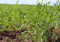 Con la llegada de las lluvias mejoran expectativas para el campo sonorense