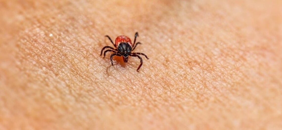 Rickettsia mantiene en alerta al norte de México por aumento de contagios