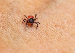 Rickettsia mantiene en alerta al norte de México por aumento de contagios