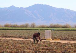 Gobierno y productores planean en Sonora ciclo agrícola 2026-2027 juntos