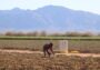 Gobierno y productores planean en Sonora ciclo agrícola 2026-2027 juntos