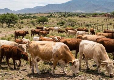 Oaxaca mantiene alerta sanitaria por más de 5 mil casos de gusano barrenador