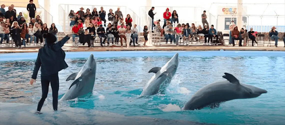 Profepa inspecciona el Delfinario Sonora tras la muerte de la delfín Moana