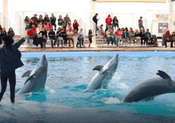 Profepa inspecciona el Delfinario Sonora tras la muerte de la delfín Moana