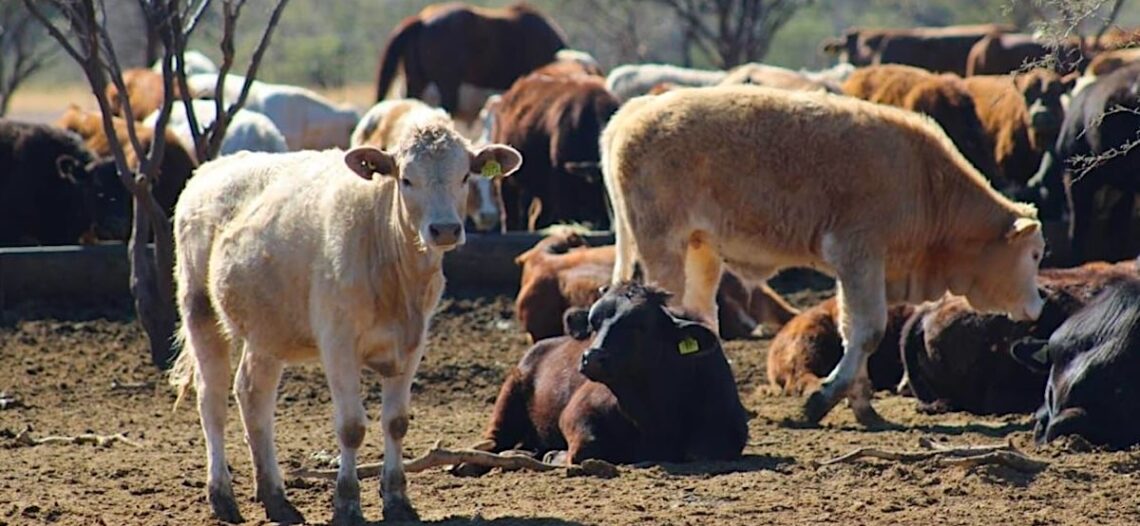 Sonora reanudará exportación de ganado por Agua Prieta este 20 de octubre